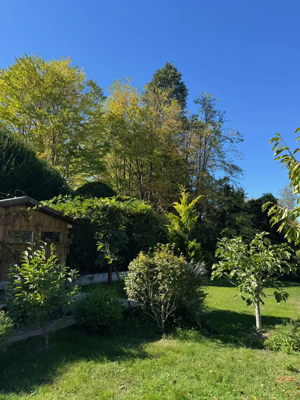 Alberi e arbusti curati con attenzione
